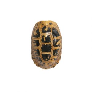 Carapace artificielle de Tortue